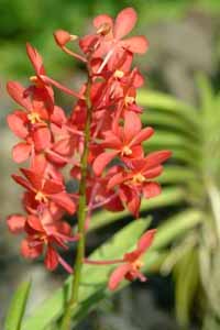 Singopre, Orchidee 015
